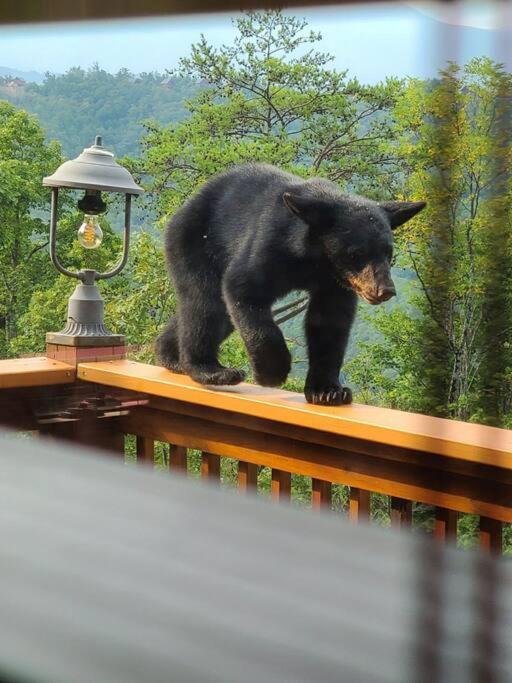 塞维尔维尔Yogi'S Den: Breathtaking Views! 3 Min To Dollywood, On 1 Acre!别墅 外观 照片